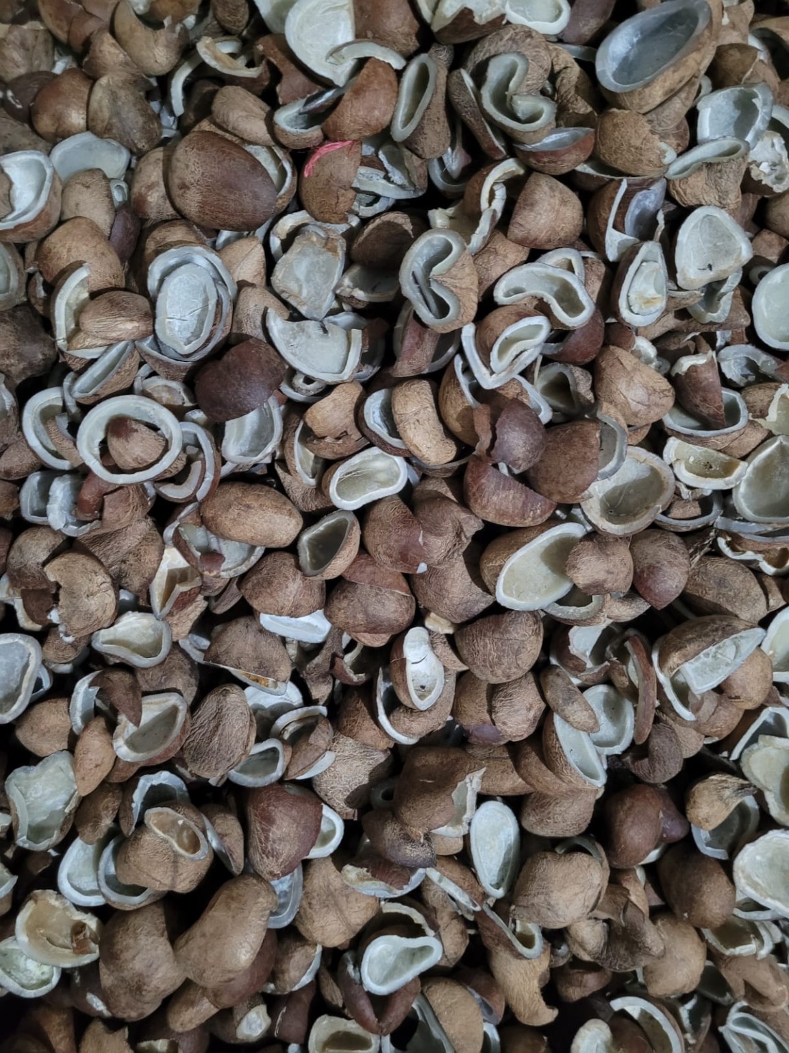 Actual milling-quality copra stock supplied by TG Trader